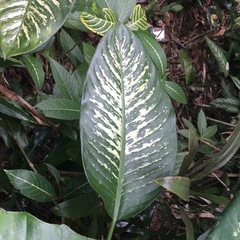 Dieffenbachia seguine