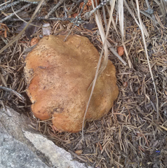 Butyriboletus subappendiculatus