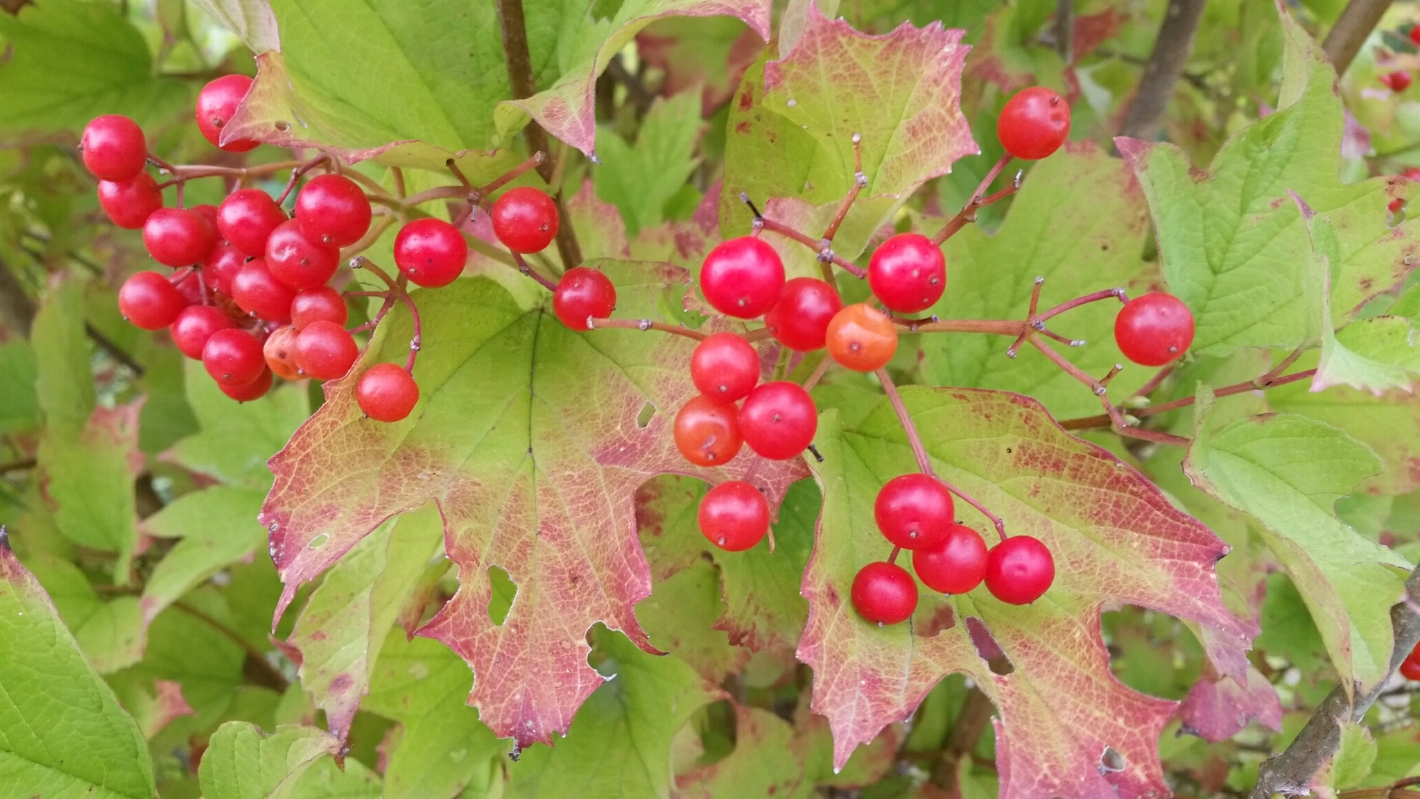 Viburnum opulus var. americanum