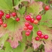 American Highbush Cranberry - Photo (c) Cindy Owsley, some rights reserved (CC BY-NC), uploaded by Cindy Owsley