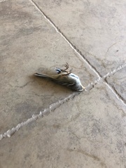 Zonotrichia leucophrys