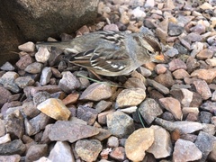 Zonotrichia leucophrys