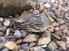 Zonotrichia leucophrys