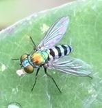 Condylostylus pruinosus