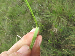 Festuca costata