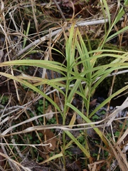 Scirpus polyphyllus