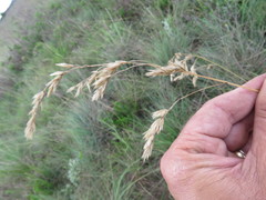 Festuca costata