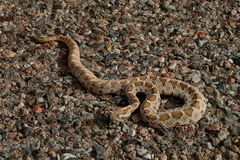 Crotalus enyo