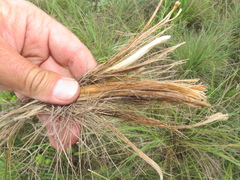Festuca costata