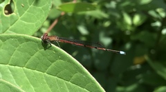 Oxyagrion