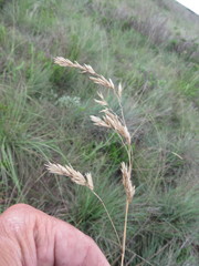 Festuca costata