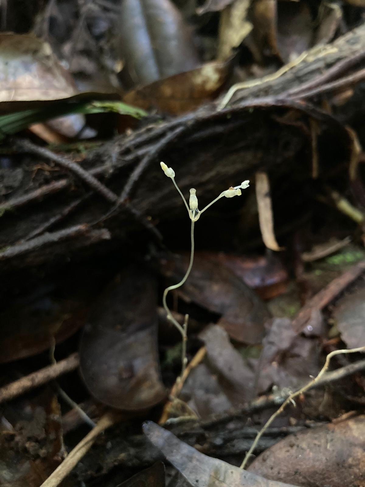 Gymnosiphon sphaerocarpus