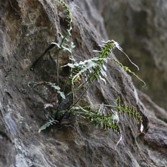 Asplenium × trudellii