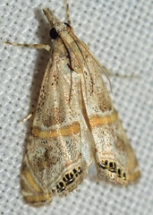 Euchromius gozmanyi