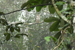 Dryotriorchis spectabilis image