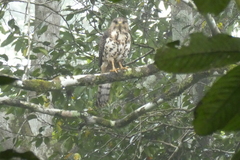 Dryotriorchis spectabilis