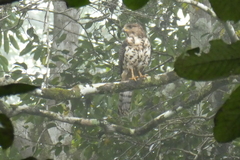 Dryotriorchis spectabilis