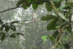 Dryotriorchis spectabilis