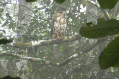 Dryotriorchis spectabilis