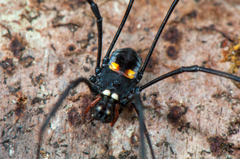 Pantopsalis phocator