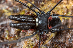 Pantopsalis phocator