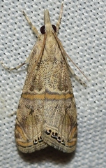 Euchromius gratiosellus