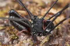 Pantopsalis phocator