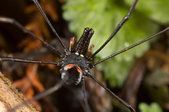 Pantopsalis phocator