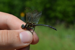 Somatochlora ensigera