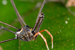 Pantopsalis phocator