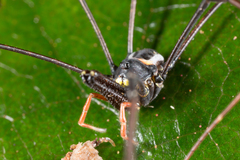 Pantopsalis phocator