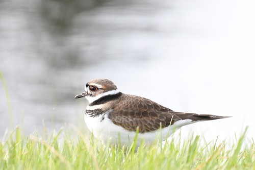 Killdeer