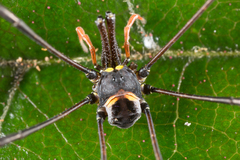 Pantopsalis phocator