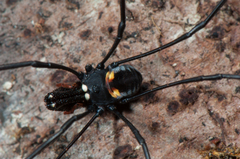 Pantopsalis phocator