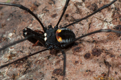 Pantopsalis phocator