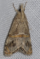 Euchromius ramburiellus