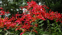 Renanthera