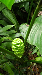 Goeppertia cylindrica