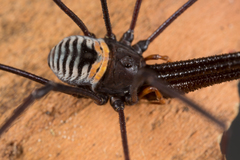Pantopsalis coronata