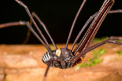 Pantopsalis coronata