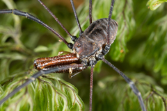 Pantopsalis coronata