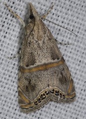 Euchromius vinculellus