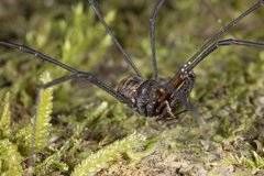 Pantopsalis coronata