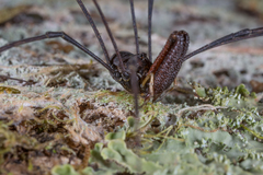 Pantopsalis coronata
