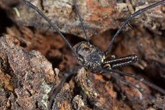 Pantopsalis coronata