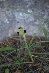 Iris tuberosa