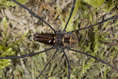 Pantopsalis coronata
