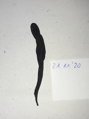 Trichoglossum hirsutum