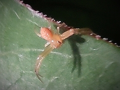 Spilosynema
