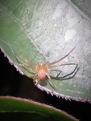 Spilosynema